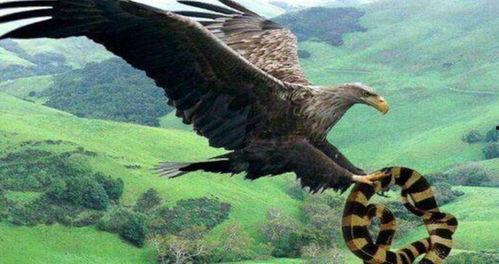 鹰与蛇在线观看,在线观看鹰与蛇的惊险对决 第2张 鹰与蛇在线观看,在线观看鹰与蛇的惊险对决 第2张